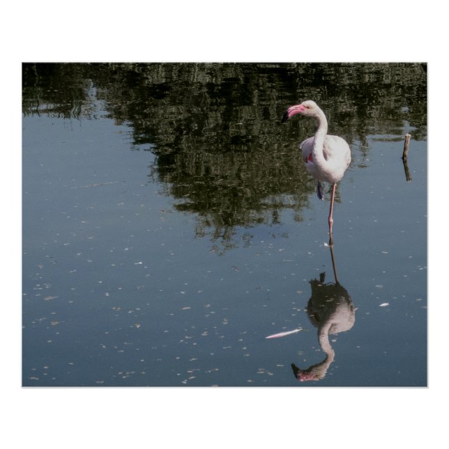 pink flamingo in the water poster (Front)