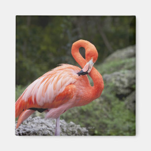 Pink Flamingo Magnet