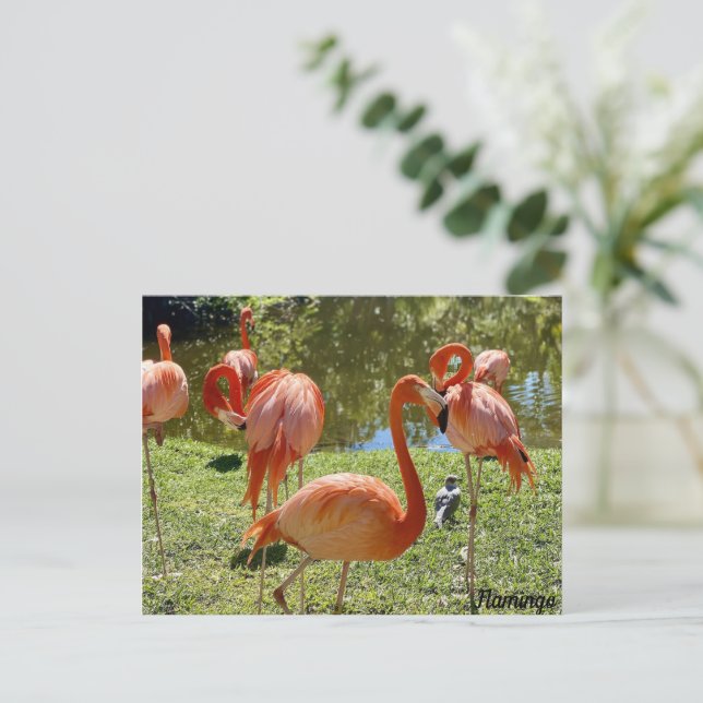 Pink Flamingo Nature Postcard (Standing Front)