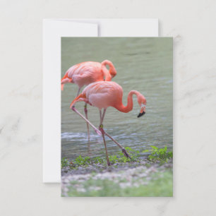 Pink Flamingo Notecard