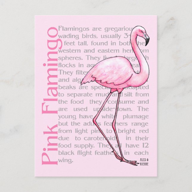 Pink Flamingo On Text Postcard (Front)