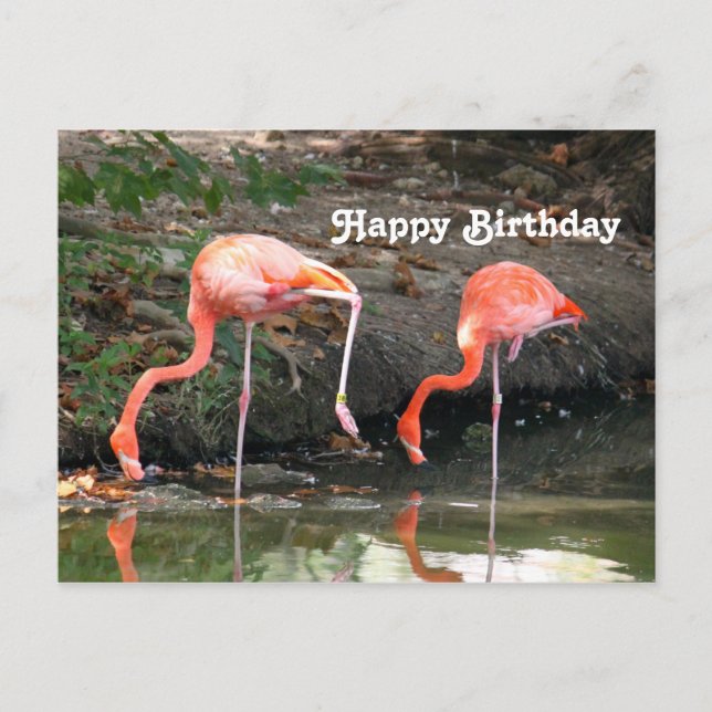Pink Flamingo Pair Wildlife Photo Birthday Postcard (Front)