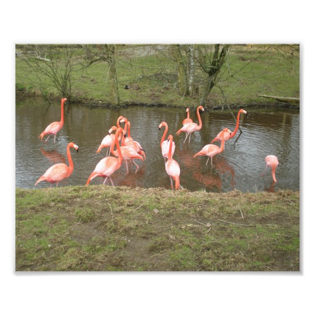 Pink Flamingo Photo (Front)