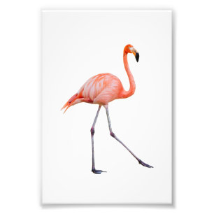 Pink Flamingo Photo Print