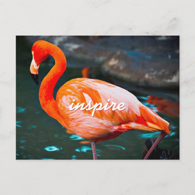Pink Flamingo Photography Inspire Script Modern Postcard (Front)