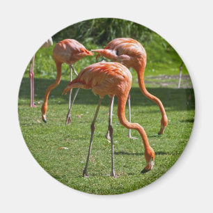 Pink Flamingo Portrait Drawing Effect Art Magnet
