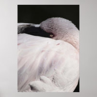 Pink Flamingo Portrait Drawing Effect Art