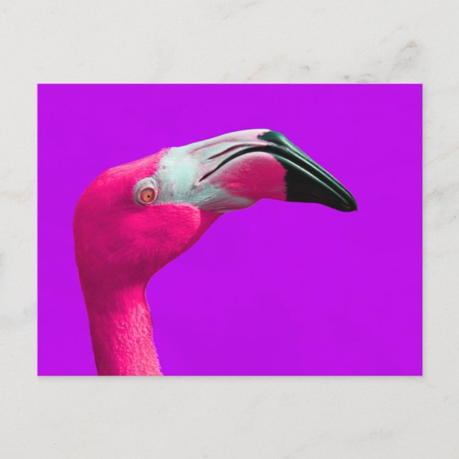 Pink Flamingo Post Card, Purple Background Postcard (Front)