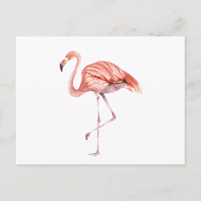 Pink Flamingo Postcard (Front)