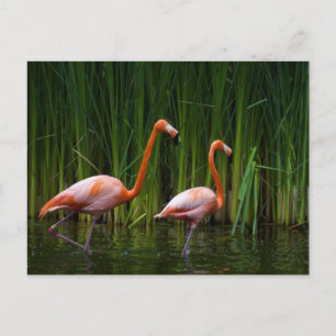 PINK FLAMINGO POSTCARD