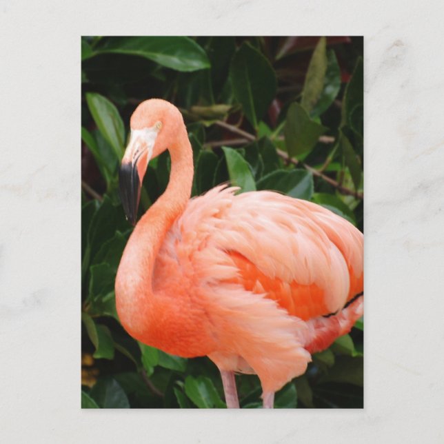 Pink Flamingo  Postcard (Front)