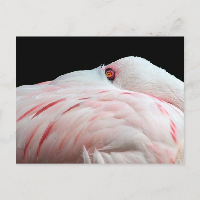 Pink Flamingo Postcard (Front)