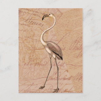 Pink Flamingo Postcard