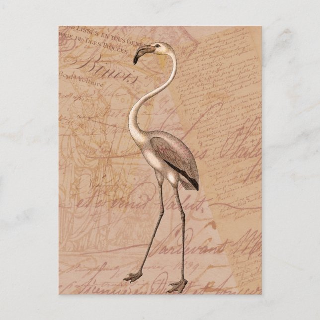 Pink Flamingo Postcard (Front)