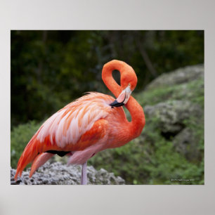 Pink Flamingo Poster