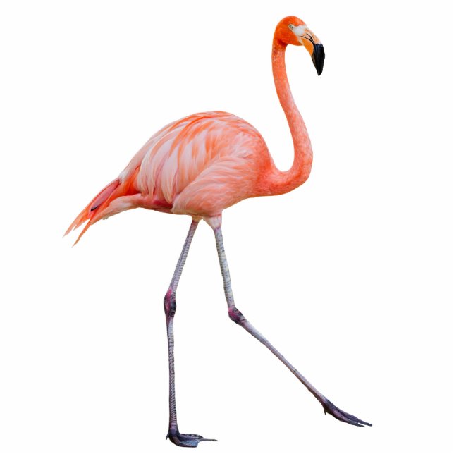 Pink Flamingo Standing Photo Sculpture (Front)