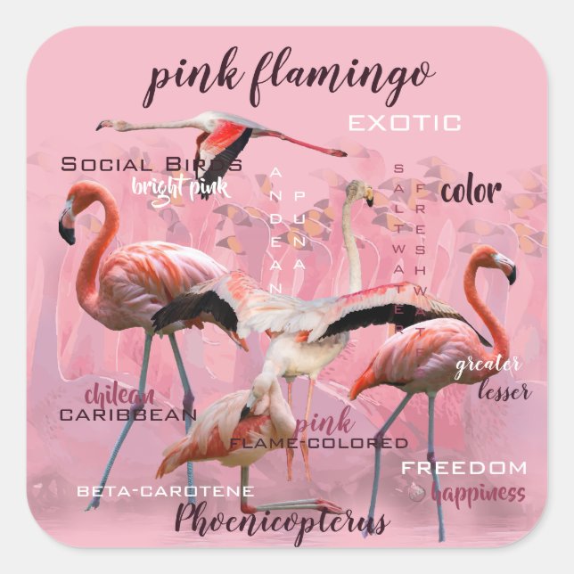 Pink Flamingo Typography | Customised Square Sticker (Front)