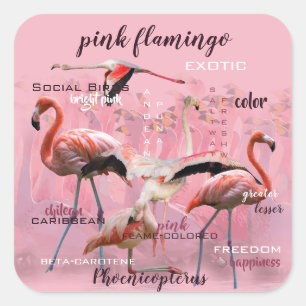 Pink Flamingo Typography   Customised Square Sticker