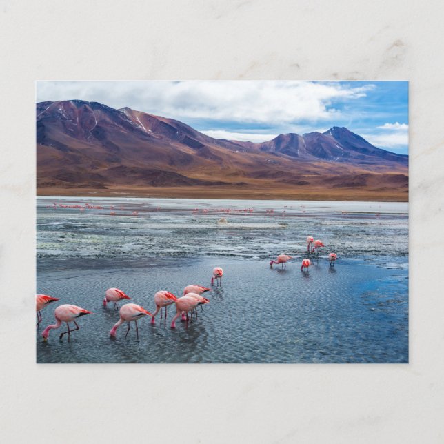 Pink Flamingoes in Bolivia Postcard (Front)