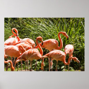 Pink Flamingos Bird Poster