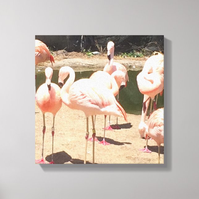 Pink Flamingos Canvas Print (Front)