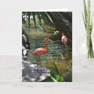 Pink Flamingos Card