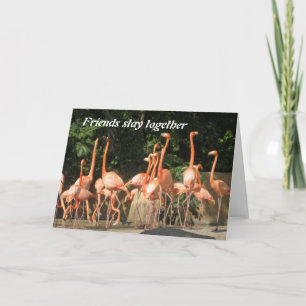 Pink Flamingos Friends Card