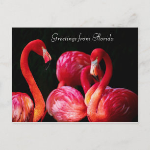 Pink Flamingo's  Greetings from Florida ,  Holiday Postcard