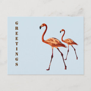 Pink Flamingos Greetings Postcard