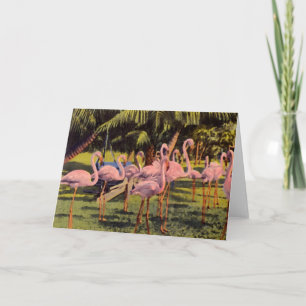 Pink Flamingos in Florida Card