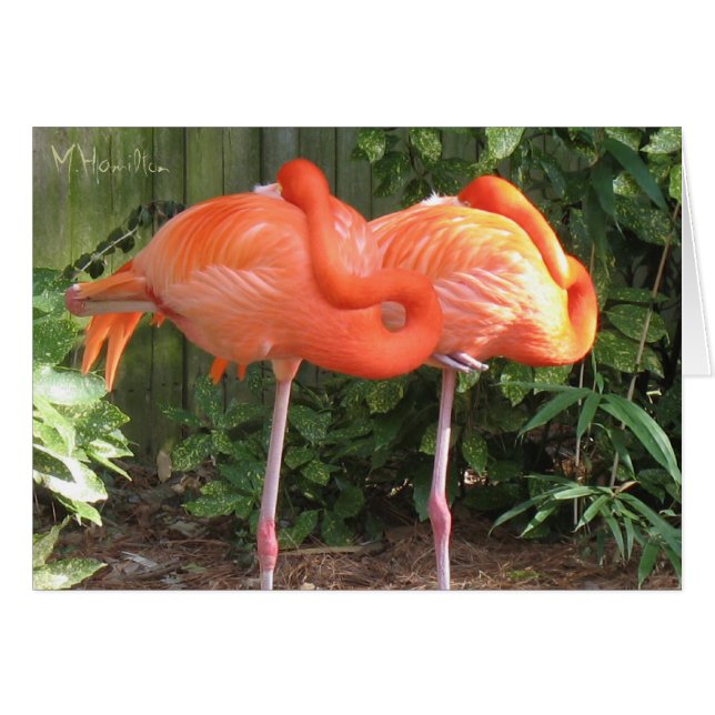 Pink Flamingos Note Cards (Front Horizontal)