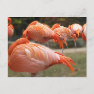 Pink Flamingos    Original Photograph Postcard