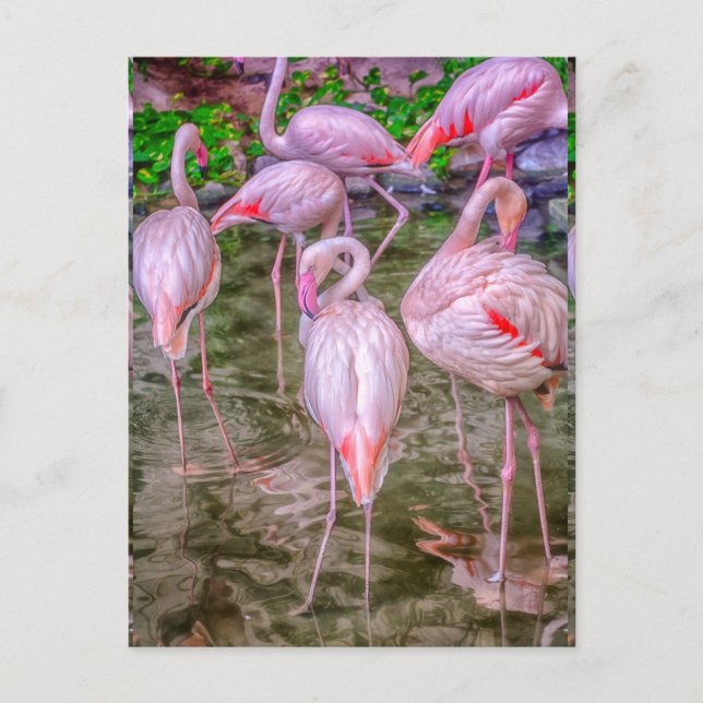 Pink Flamingos Postcard (Front)