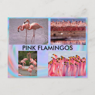 Pink Flamingos Postcard