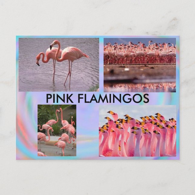 Pink Flamingos Postcard (Front)