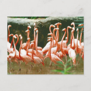Pink Flamingos Postcard