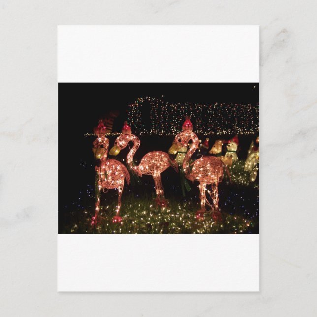 Pink Flamingo's Postcard (Front)