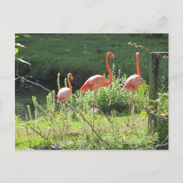 Pink Flamingos Postcard (Front)