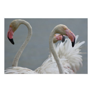 pink flamingos poster