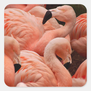 Pink flamingos square sticker