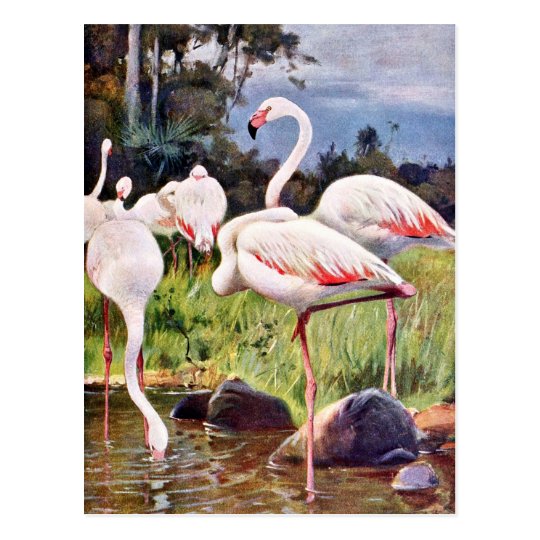 Pink Flamingos Vintage Illustration Postcard