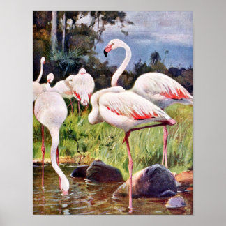 Pink Flamingos Vintage Illustration Poster