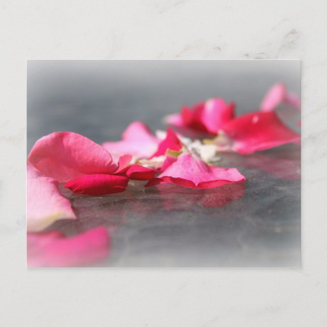 Pink Floating Rose Petals Postcard (Front)