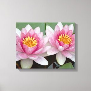 Pink Floating Waterlily Lotus Canvas Print