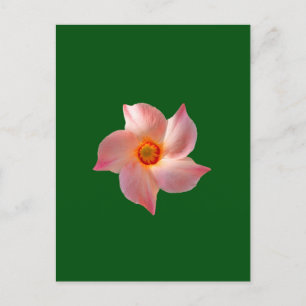 Pink floral art postcard