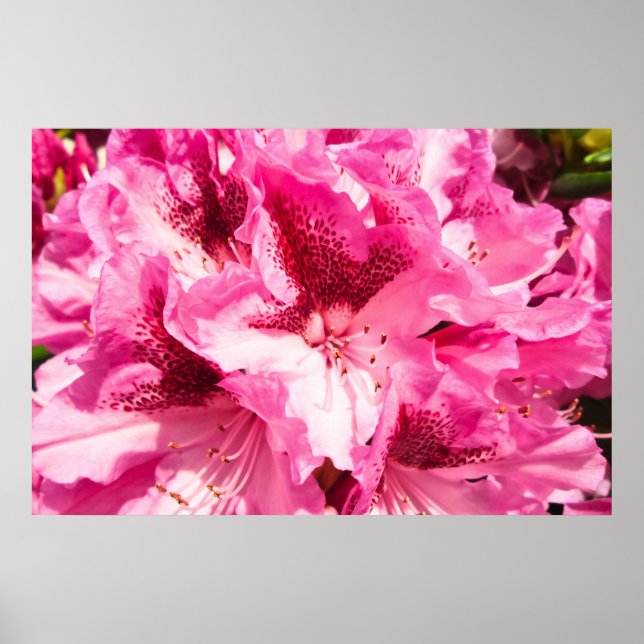 Pink Floral Bliss - Personalised Poster (Front)