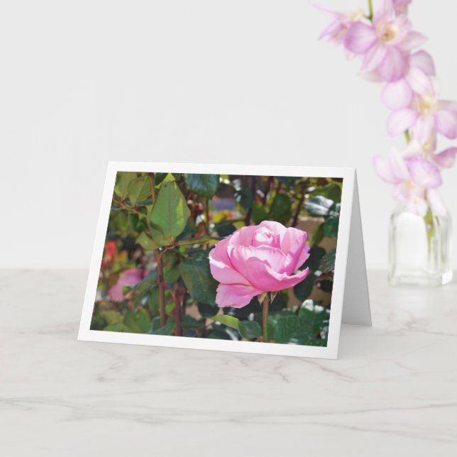 Pink Floral Garden Rose Card (Orchid)