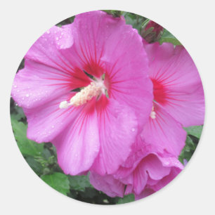 Pink Floral Photography Classic Round Sticker