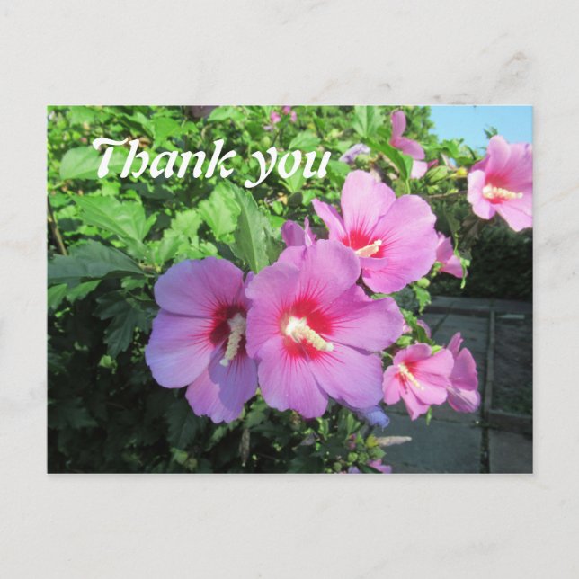 Pink Floral Photography Thank You Postcard (Front)
