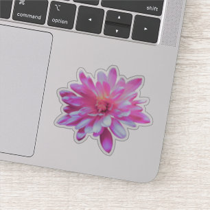 Pink floral pink flower Pink Daisy pink sunflower